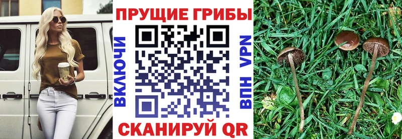 мега как войти  Нововоронеж  Псилоцибиновые грибы ЛСД 